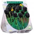 Baltus Tulipa Queen of Night Enkel Laat tulpen bloembollen per 15 stuks